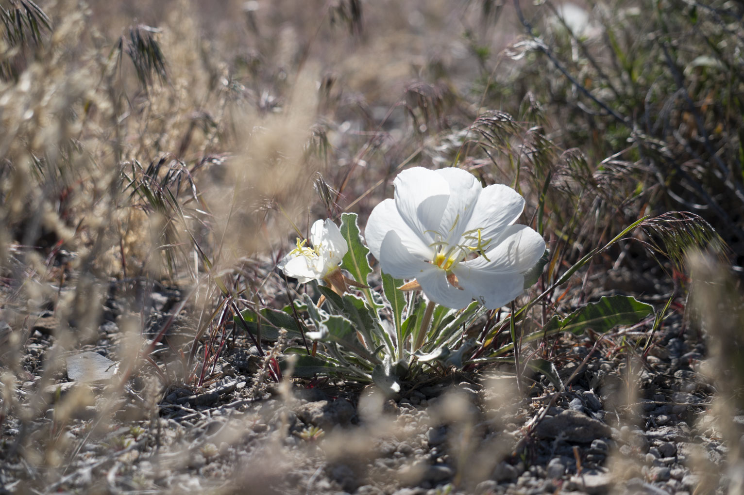 A white flower among the low drab brush of the